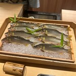 橦木町 しみず - 板取川活天然鮎と和良川天然鮎