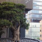 TORAYA GINZA - 