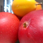 Haruka Murooka - マンゴー時の雫4L