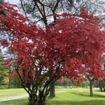 軽井沢72ゴルフ東コースレストラン - 