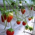 坂井いちご園 - 料理写真: