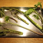 スガハラ - しどけ（もみじがさ） & 山ウド & イワダラ & こしあぶら & あいこ & たらの芽