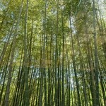 エルルカン・ビス - 竹から差し込む日差し