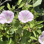 そば処 砂武縞 - 