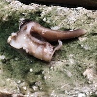 鮨 権左衛門 -  鮨 権左衛門 -