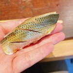 天ぷら たけうち - 天草のコハダ