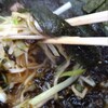 ラーメンショップ 牛久結束店