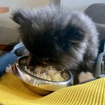 アネアカフェ - 