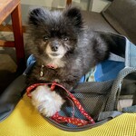 アネアカフェ - 