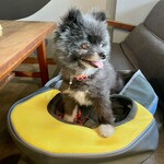 アネアカフェ - 