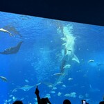 グランドメルキュール - 29歳ジンベイザメの餌付け