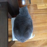 MARUICHI BAGEL - 僕を食べないでくれニャ by 我が家のベーグル猫コシャル