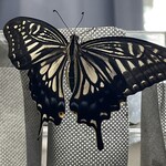 JiProign - 出かける少し前に羽化した今季33番目のナミアゲハ、メス。