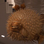 6 - 車海老の揚げパン