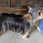 クマカフェ - 癒しの子犬