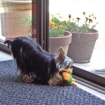 クマカフェ - 癒しの子犬