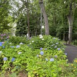 ビストロ ベルベット - 