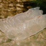 なかざわ - 【H25.10.31】William John Evans。鮃。