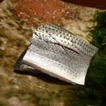 なかざわ - 【H25.10.31】Getz/Gilberto。小鰭。