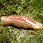 なかざわ - 【H25.10.31】Getz/Gilberto。