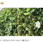 大元 - 去年の最初の開花は6月14日だった