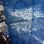 タカリ バンチャ ガル - 