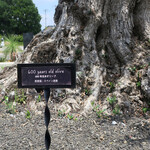 メゾン コートダジュール - スペインから移植された､