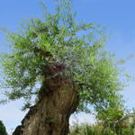 メゾン コートダジュール - 樹齢600年のオリーブの木｡