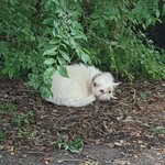 今屋のハンバーガー - 看板犬のモモちゃん