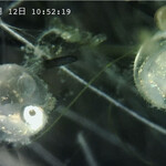 JiProign - 孵化0.1秒前。前触れもなく一瞬で飛び出す