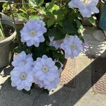 ピッツェリアベアトリーチェ - 