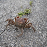 汐浜 - 道端で出会ったデカイ蟹