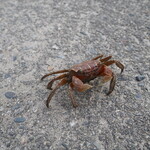 汐浜 - 道端で出会ったデカイ蟹