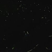 うかい鳥山 - ほたるの飛翔