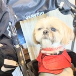 フォレスト ヴェール - 