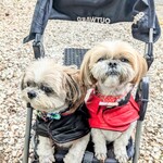 フォレスト ヴェール - 