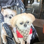 軽井沢 川上庵 - 