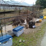 十割そば処 山獲 - 