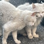 焼きもの家 慶 - 駐車場で仲睦まじく寄り添う薄汚れたくいだおれ白猫^_^