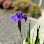 丸太町十二段家 - 