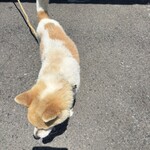 串焼き BUBU-TON - 