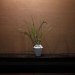 鹿教湯 三水館 - 