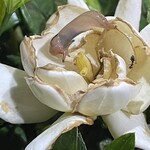 大元 - 儚い花の後片付けをするはかなげなチャコウラ^_^