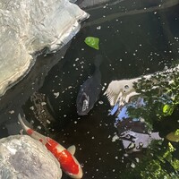 茶寮 一松 - 