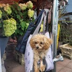 パン・ピジョン - 