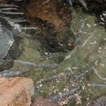 魚将　さかなちゃん - 