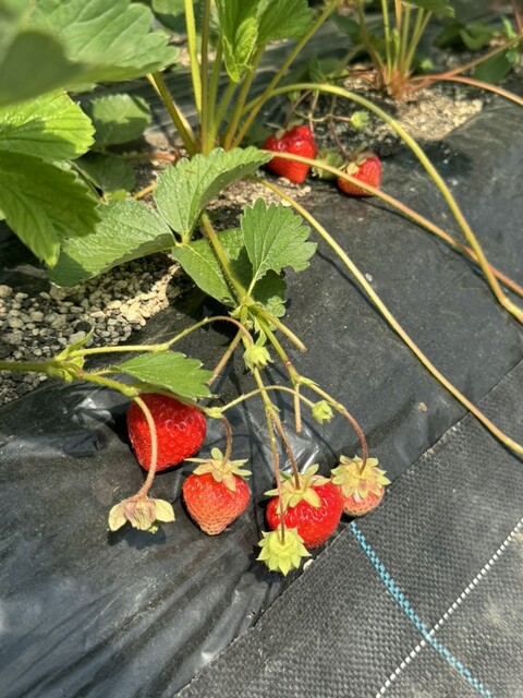 定山渓ファーム - 札幌市南区その他（ハンバーガー）の写真