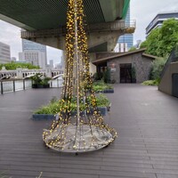 スミレオオサカ - 