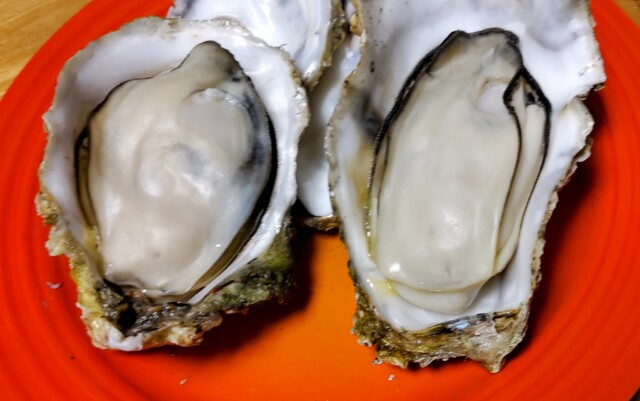 かき小屋 海の駅 ぷらっと港市場 - 苫小牧（海鮮）の写真