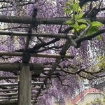 亀戸餃子 本店 - 